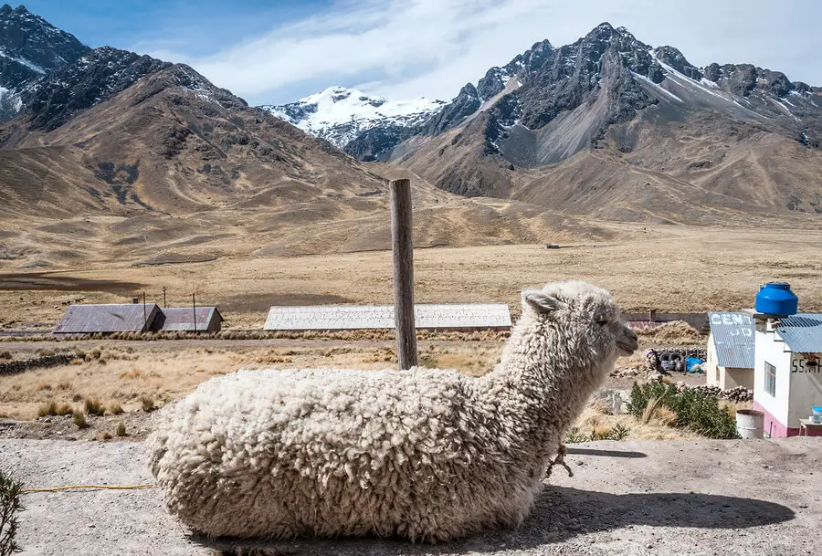 Alpaca Sitting in the Peruvian Andes