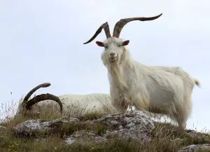 Cashmere goats at Great Orme, North Wales