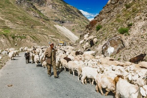 Cashmere Goats, and sheep in the Kashmir region of India