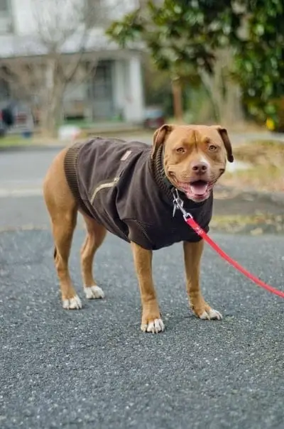 dog walking in coat