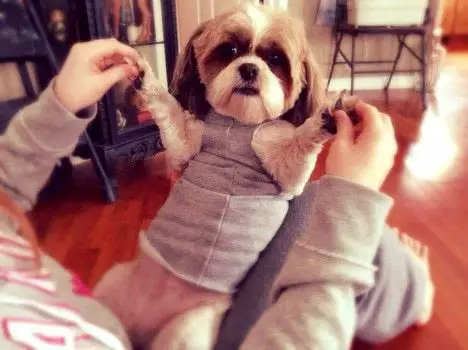 no sew dog sweater