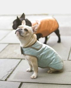 small dog coat